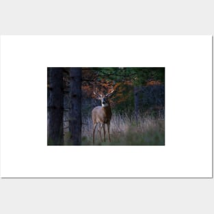 White-tailed Buck Posters and Art